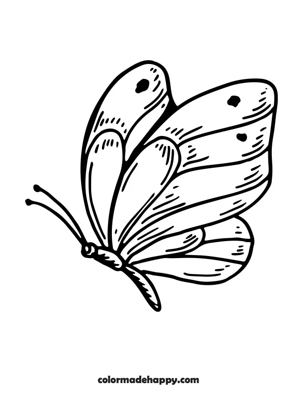Butterfly Coloring Page - Side View of Butterfly, Outline